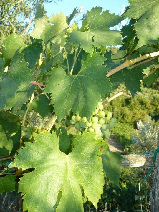 Agriturismo Poggio All'Olmo Βίλα Greve in Chianti Εξωτερικό φωτογραφία